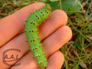 Chenille de petit paon de nuit